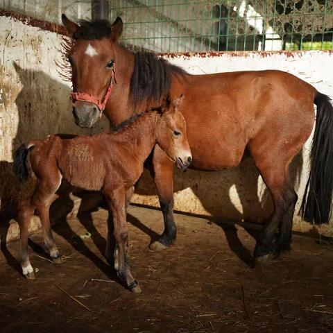 2022.10.01国庆节为生生牧场新出生的小马驹庆祝生日