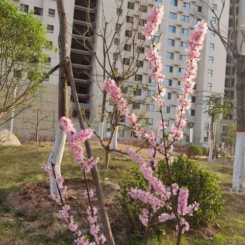 清明节后天转暖，柳絮纷飞花争艳。