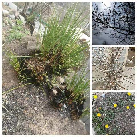 茶埠镇中心小学疫情防控之“小手拉大手，家校共创美好家园”教师走访录