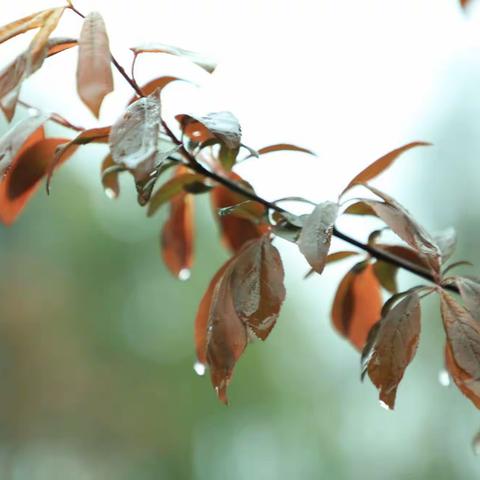 踏春去，下雨天亏了我的宝贝