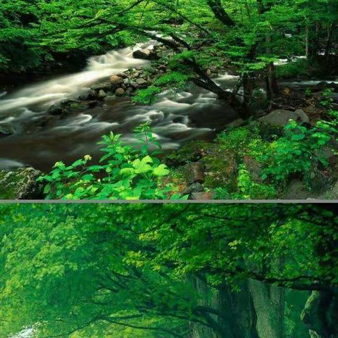 “树”你最美，“绿”动春天——杨埠镇大朱小学植树节