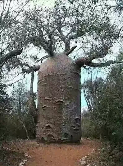 世上的事无奇不有，我这有四十一张照片，见过一张的算你们牛!