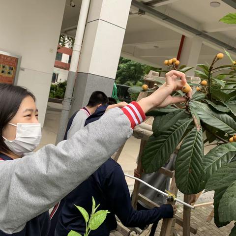 校园采摘季——枇杷