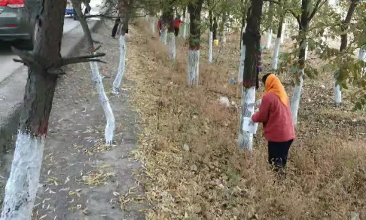 沿线道路两旁树木刷白工作持续进行