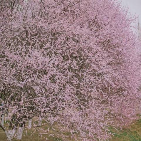 🌸花开正好时，我们去奥森奔赴一场春天的约会❤