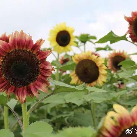 情系重阳，感恩有你