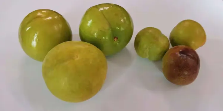 李子苗木