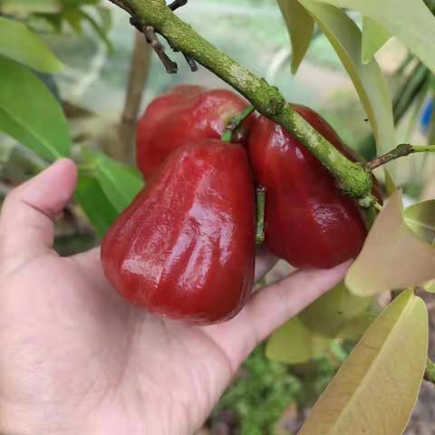 团购助农来了，文昌市重兴镇甘村3000斤莲雾待销！接龙购买→