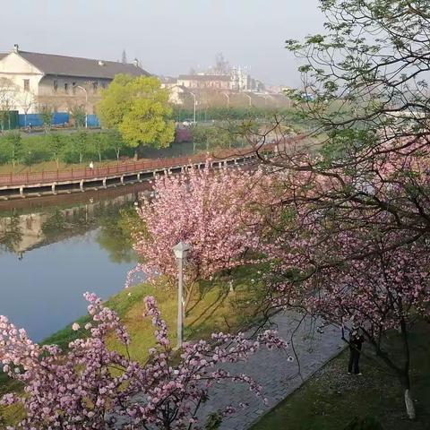 荆州古城樱花季