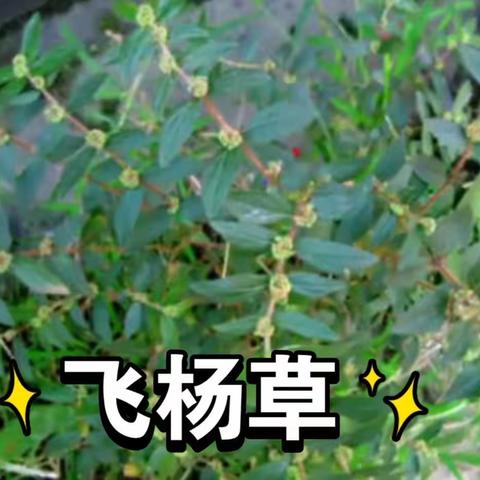 “飞扬草”被称为“瘙痒的克星”用来煮水作用没想到价值这么高?遇见拔些回家 (弹出红包不要领,否则后自负)