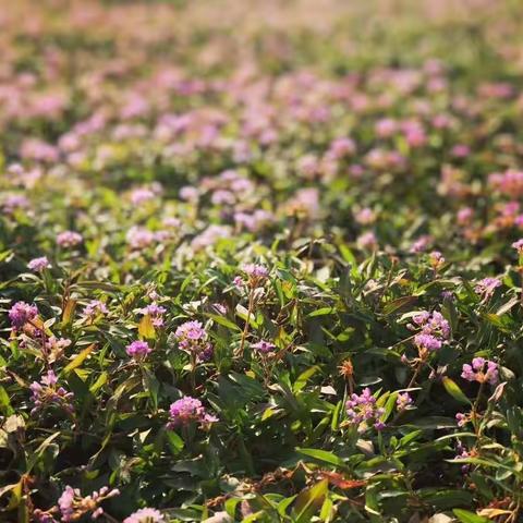 畅游在“花花世界”里——今天的我们也是充满着活力💪