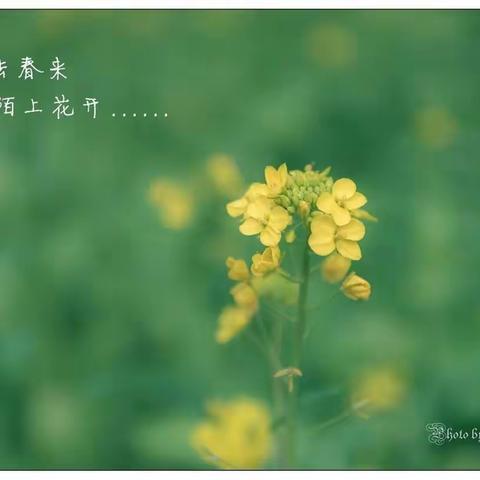 春风送情意，家访暖人心——九街镇老樊小学线上教学走访活动