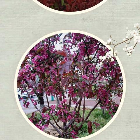 风雨无阻，教研前行——利津实验一校线上教学研讨活动纪实