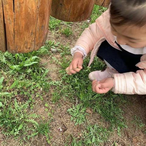 “我和春天有个约会”——沁阳市实验幼儿园中四班主题活动