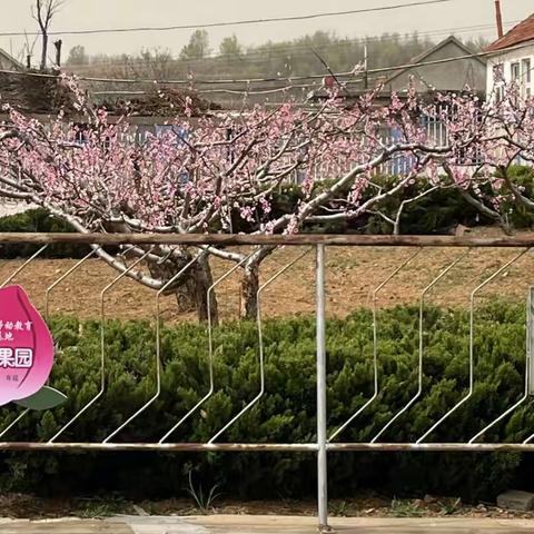 海阳市郭城镇第二小学开展“桃花喜颜开 桃娃乐成长”主题实践活动