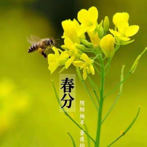 【小店区实验小学东润校区】——二十四节气之春分