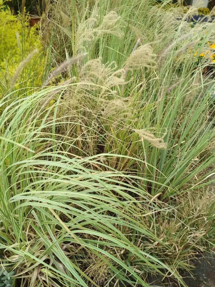 芸芸众生的美篇