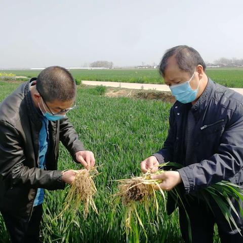 【永葆初心 倾情“三农”-🇨🇳 党旗红我出彩👐 】保障粮食生产安全，植保服务先行