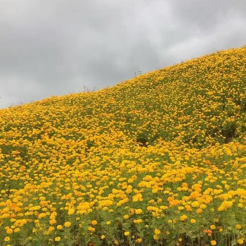 湘约长鹿，享醉美花海！