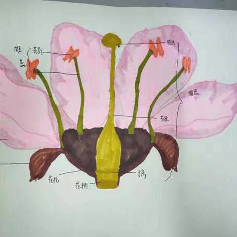 缤纷暑假我体验，特色作业展风采——东城中学八年级生物特色作业展示