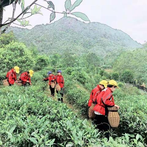 祖墩中心小学研学活动——悠悠采茶香