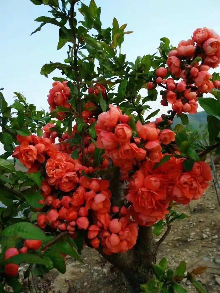 特有的一个品种花树——家乡人还给它起了一个更牛的名字——富贵王子