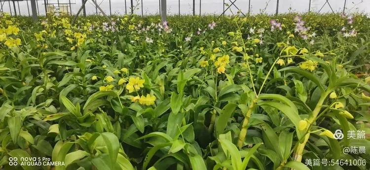 格桑花多远种一颗