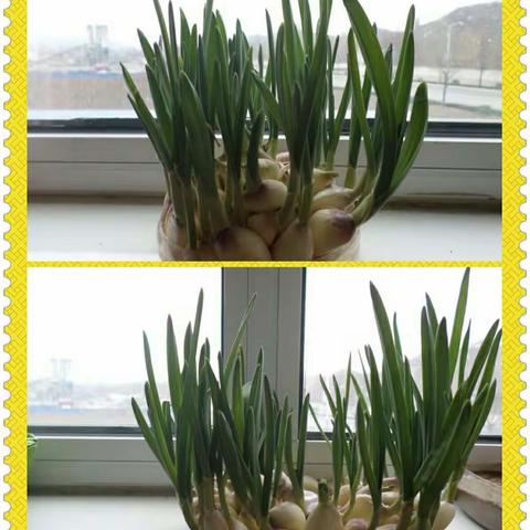 小小蒜苗我最爱 临朐县九山镇中心幼儿园大四班 宋光美