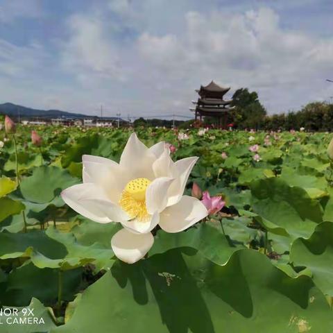 七律•咏上坊荷花