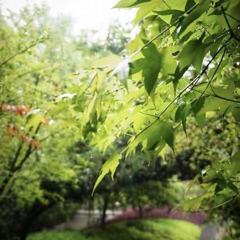 【武安市林业科学技术推广站 第三期】雨季林木的防护、保护、养护措施