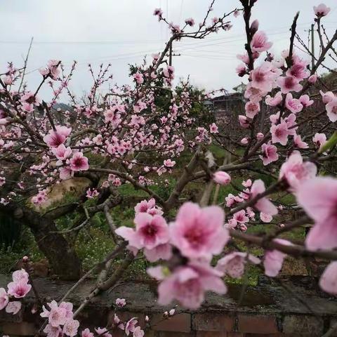 龙泉桃花会