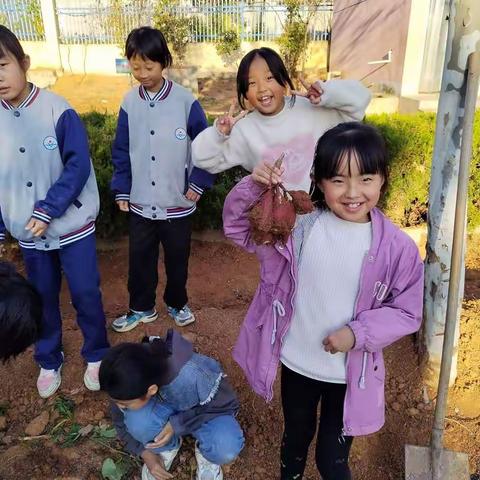 丰阳镇希望小学秋收劳动实践活动纪实