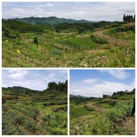 集体经济新模式     蚕桑产业大发展