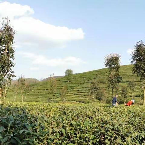 金鸡社区：不负三月好春光，人勤春早采茶忙