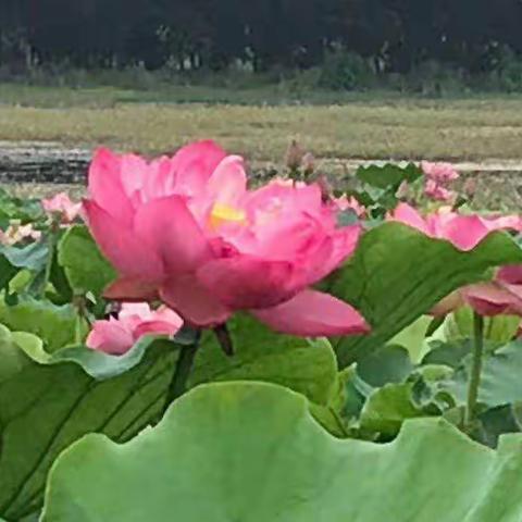 学友相约赏荷记