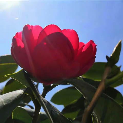 百花争艳 （ 2020.03.05）