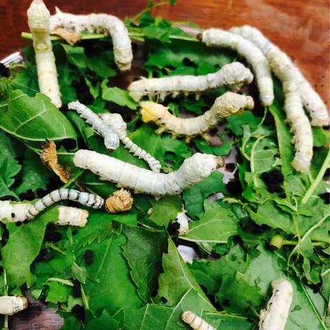 蚕宝宝/宁波市海曙外国语学校/五江口校区      陈馨琪102班/指导老师：张老师