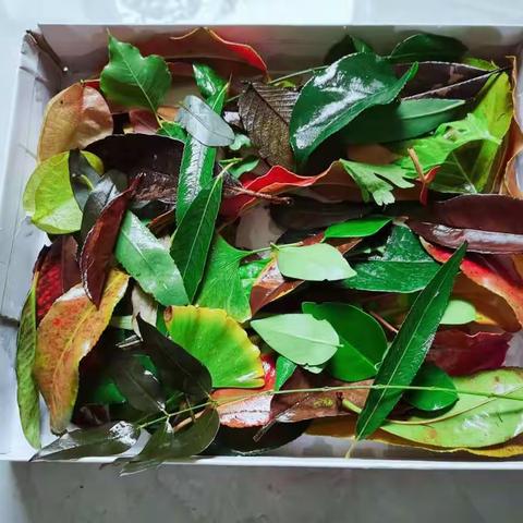 小小树叶 巧巧小手