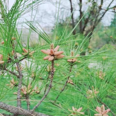 书香为伴，悦享美好时光——实验小学附属幼儿园小二班阅读系列活动（二）