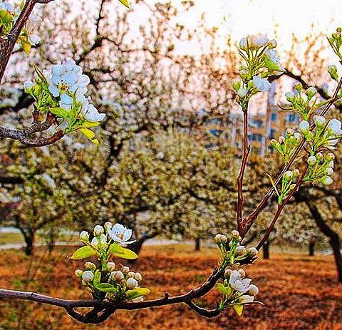 四   月   梨   花   开