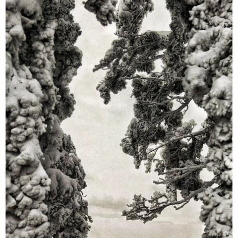 十一月十一日拍《雪松》