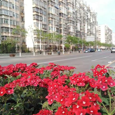 六里桥村开展“花箱布景 扮靓家园”行动