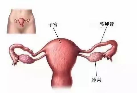 微创手术，助结扎女性再孕梦