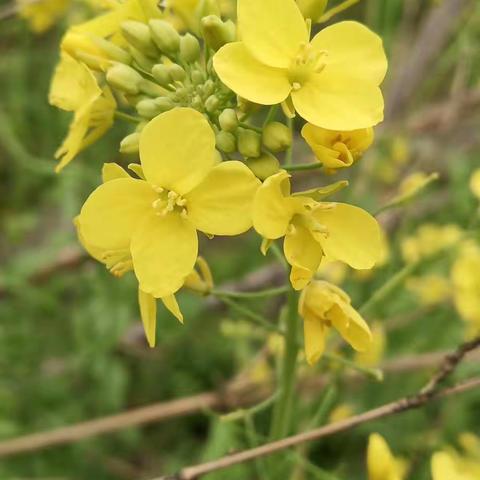 山口关小学植树活动