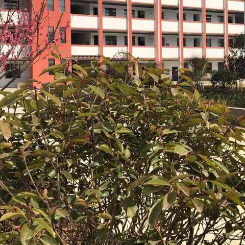八集乡小学全校师生共同欢庆第41个植树节