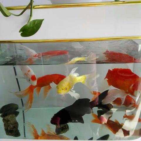 我家的生态园！