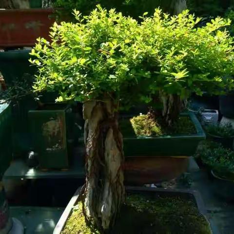 花鸟市场和中山公园