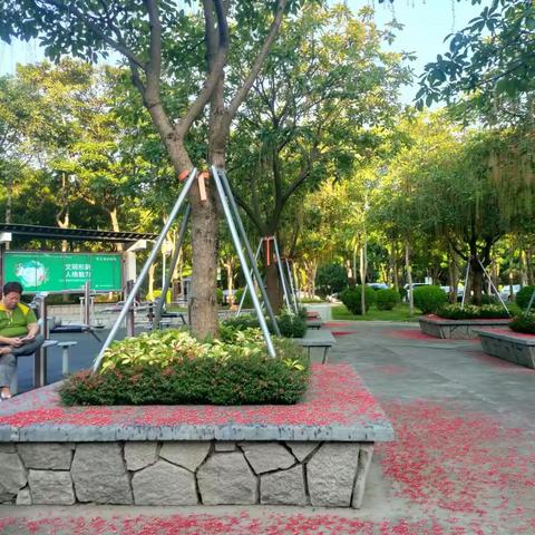 与龙城公园美丽的红花玉蕊树相约