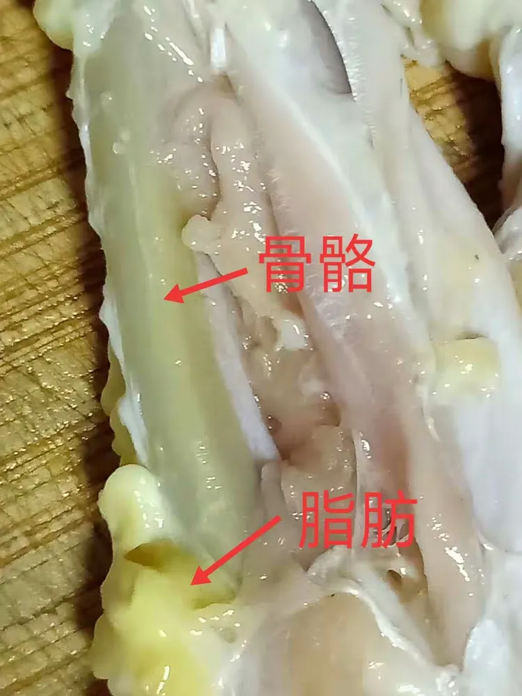 鸡翅组织解剖