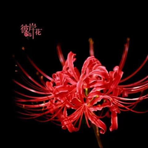 彼岸•再放
